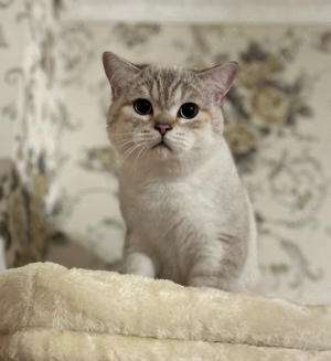 Reinrassiger BKH Deckkater
