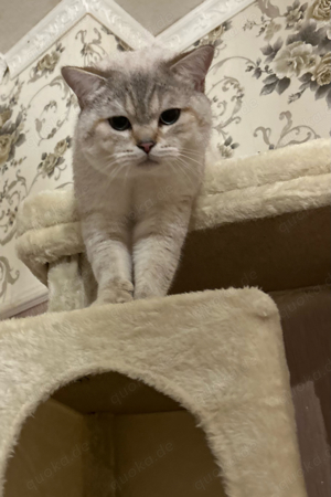 Reinrassiger BKH Deckkater Bild 3