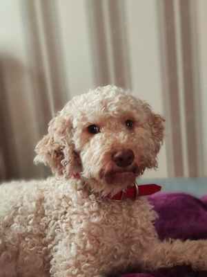 Wurfankündigung Lagotto Welpen 