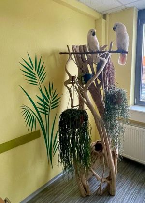 Suchen Kontakt zu Kakadu-und Großpapageienbesitzer 