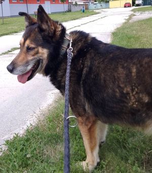 *URMEL* - der Senior ist total lieb und freut sich auf die Nähe zu den Menschen. 