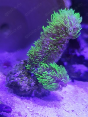 Ableger Korallen divers