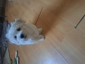 Bischon malteze mini toy Bild 2