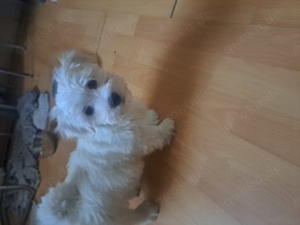 Bischon malteze mini toy Bild 1