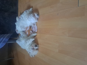 Bischon malteze mini toy Bild 4