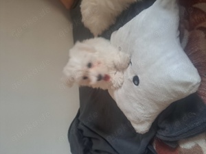 Bischon malteze mini toy Bild 3