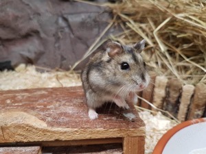 Junge Dschungarische Zwerghamster