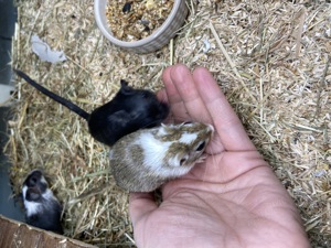 Junge mongolische Wüstenrennmäuse (Böckchen)