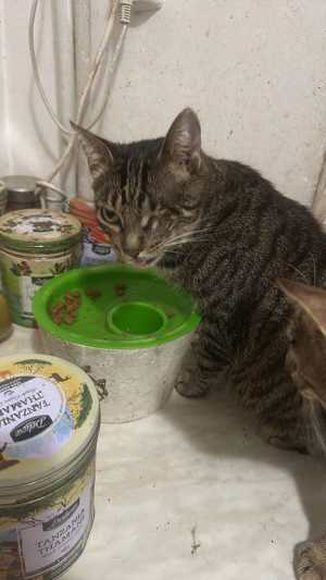 Fashoom sucht eine neue Familie Bild 4