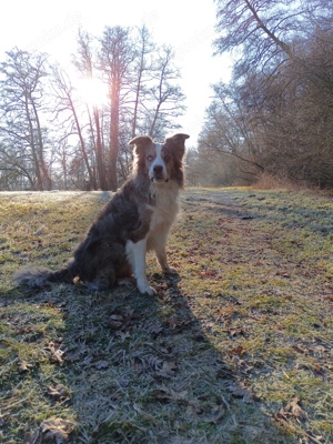 Deckrüde Blue Merle 