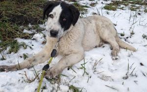 Fröhlicher Kasper sucht sein Körbchen