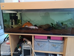 550 L Axolotl Aquarium 