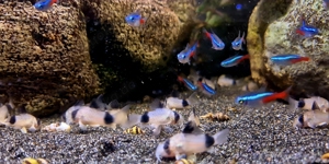Panda Panzerwels Panzerwelse Corydoras Hoplisoma panda 