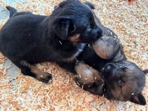 Vitale Deutsche Schäferhund Welpen in dunkelgrau und grau-braun Bild 10