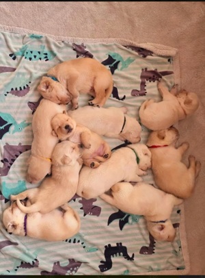 Labrador Deckrüde Bild 8
