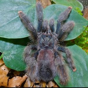 Avicularia metallica 0.1   Vogelspinne