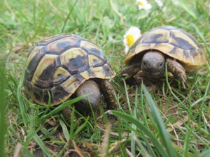 Griechische Landschildkröten NZ 2024
