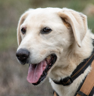 Brownie, ein temperamentvoller Senior!