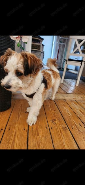 Coco Bolonka Jackrussel Mix Deckrüde 