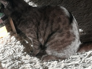 Bengalkatze, black melanistic, jung Bild 3