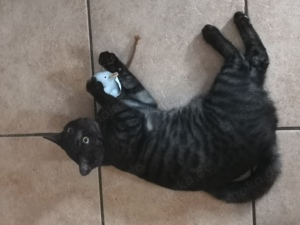 Bengalkatze, black melanistic, jung Bild 4