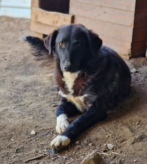 Wayona, 6 Jahre alt, menschenbezogen, möchte das triste Tierheim leben hinter sich lassen