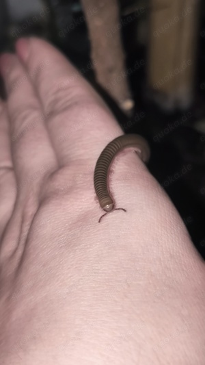 Telodeinopus aoutii ENZ24 - Tausendfüsser  Bild 2