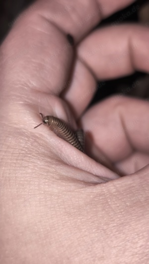 Telodeinopus aoutii ENZ24 - Tausendfüsser  Bild 3