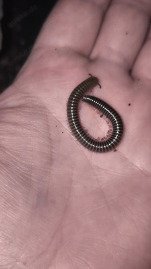 Telodeinopus aoutii ENZ24 - Tausendfüsser  Bild 4