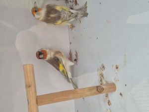 Stieglitz Major XL Pheo