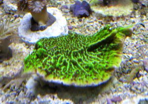 Meerwasser- Korallenableger mit Versand- Montipora confusa