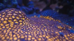 Leptastrea Honeycomb und blau-grün 