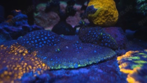 Leptastrea Honeycomb und blau-grün  Bild 2