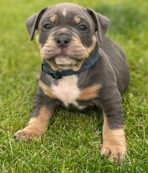 Old Englische Bulldogge 