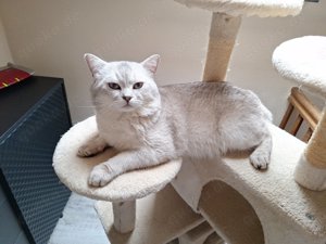 Kater zum Decken anzubieten  Silver Shaded 