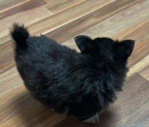 Chihuahua-Welpen 