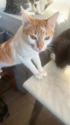 Ein Körbchen für Sweeney  Bild 2