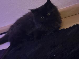 Schwarze BLH Weibliche Kätzchen 