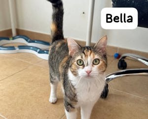 Bella & Sophie Katzenmädchen