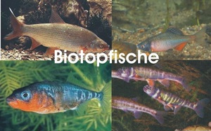 Alles für den Gartenteich oder Ihrem Biotop    Fa.Fördefisch Bild 6
