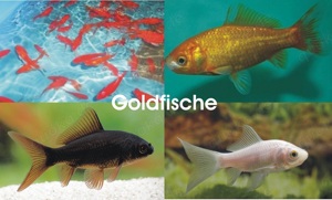 Alles für den Gartenteich oder Ihrem Biotop    Fa.Fördefisch Bild 7