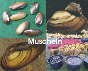 Alles für den Gartenteich oder Ihrem Biotop    Fa.Fördefisch Bild 10