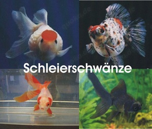 Alles für den Gartenteich oder Ihrem Biotop    Fa.Fördefisch Bild 8