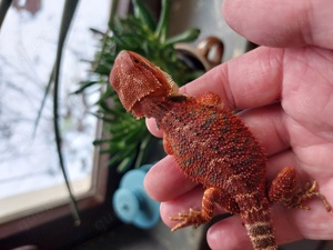 Bartagame Hypo Monster Red Orange Blue & Red Dark