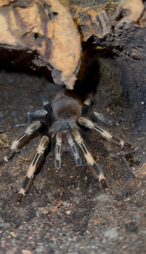 Vitalius Chromatus 0.1 weibchen (ex. Nhandu)
