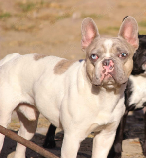 französische Bulldogge Rüde