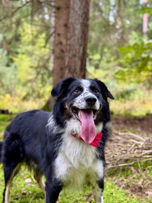 Wunderschöner & lieber Deckrüde (BorderCollie   Labrador Mix)