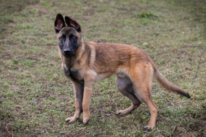 *LIJAN* Der Malinois Mix ist brav und aktiv, und er braucht körperliche und geistige Auslastung