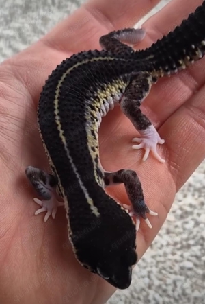 Leopardgecko Weibchen Black night mack snow eclipse  Bild 2