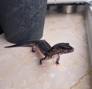 Leopardgecko Weibchen Black night mack snow eclipse 